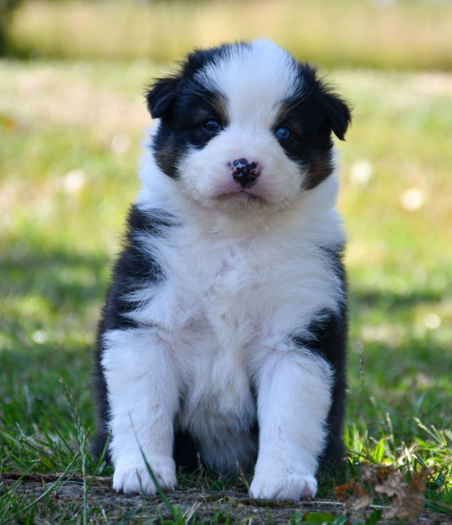 du chemin de la belle etoile - Chiots disponibles - Berger Australien
