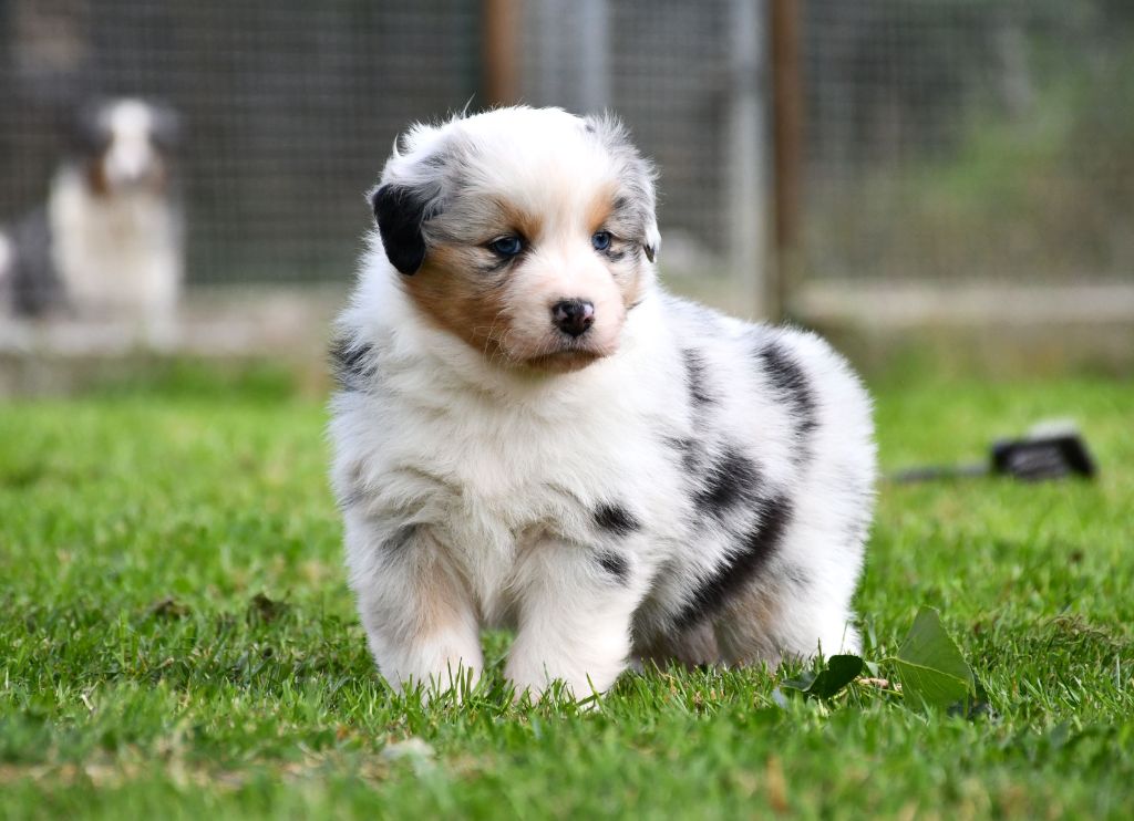 du chemin de la belle etoile - Chiots disponibles - Berger Australien