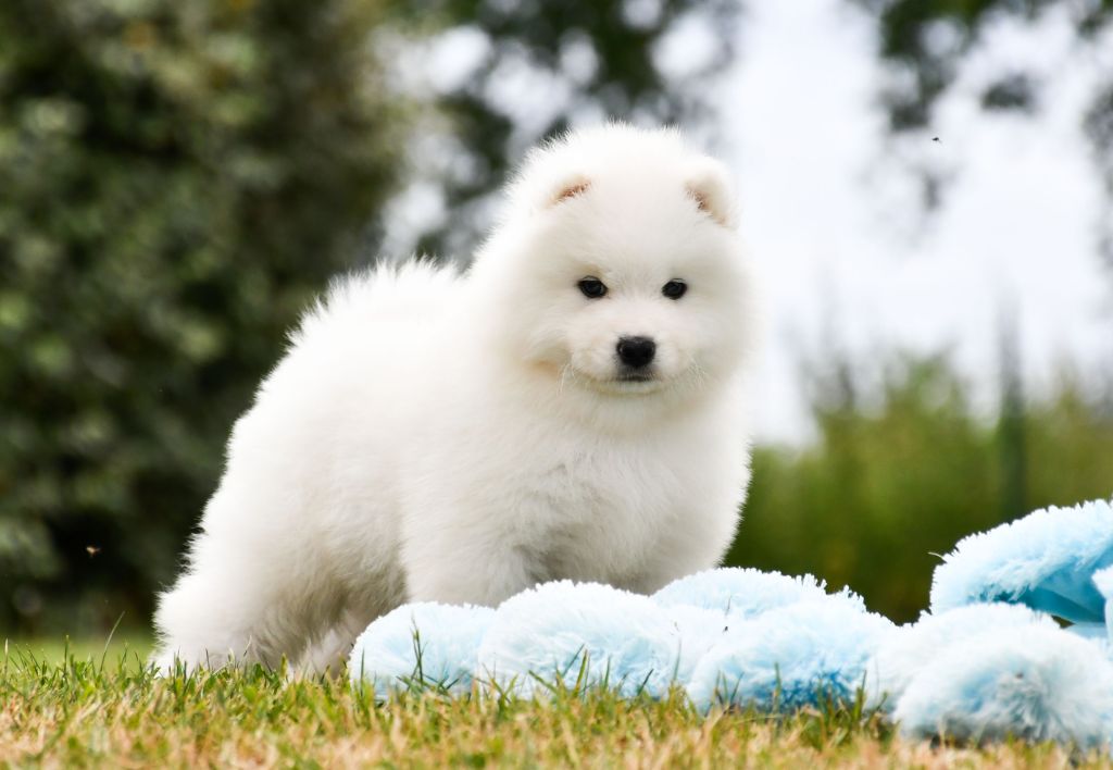 du chemin de la belle etoile - Chiots disponibles - Samoyède