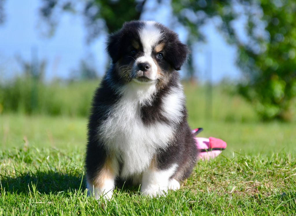 du chemin de la belle etoile - Chiots disponibles - Berger Australien