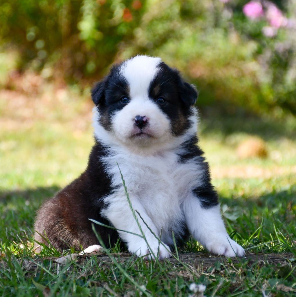 du chemin de la belle etoile - Chiots disponibles - Berger Australien