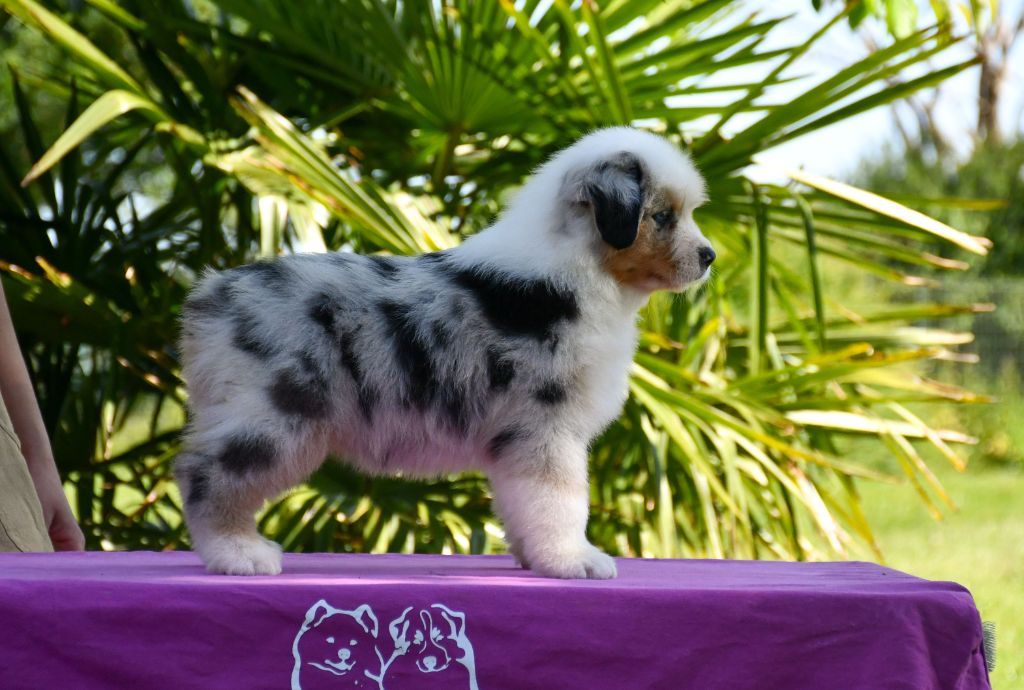 du chemin de la belle etoile - Chiots disponibles - Berger Australien