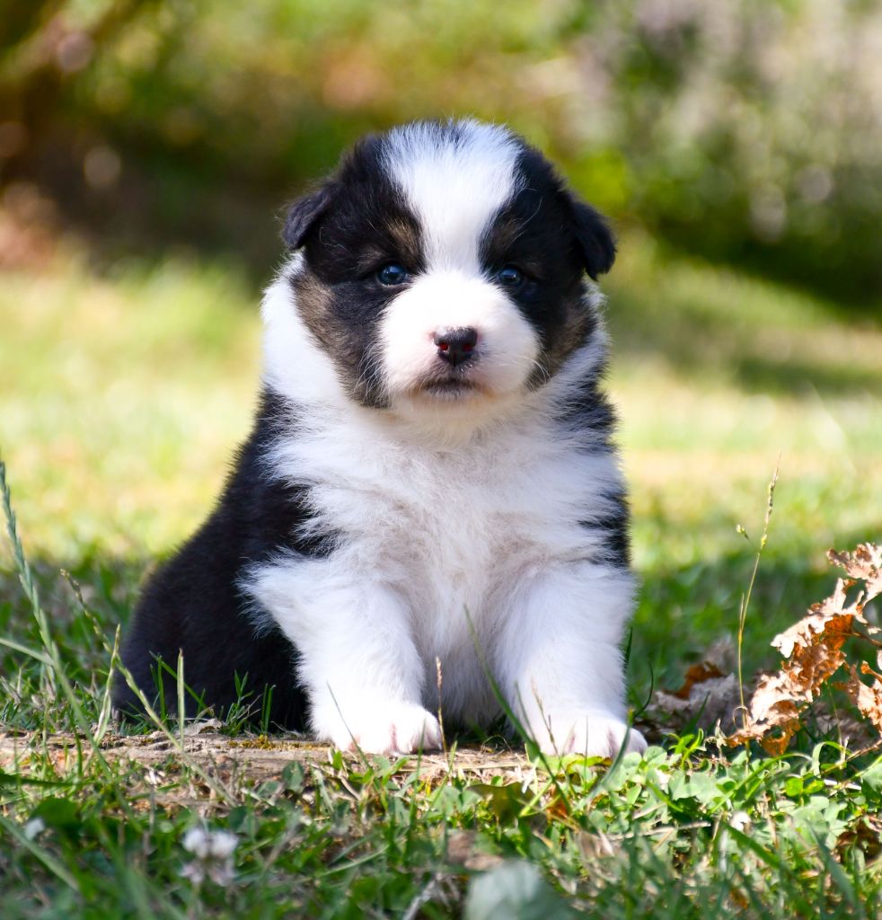 du chemin de la belle etoile - Chiots disponibles - Berger Australien