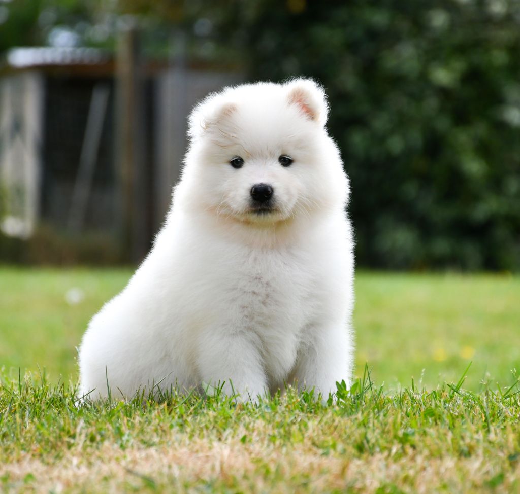 du chemin de la belle etoile - Chiots disponibles - Samoyède