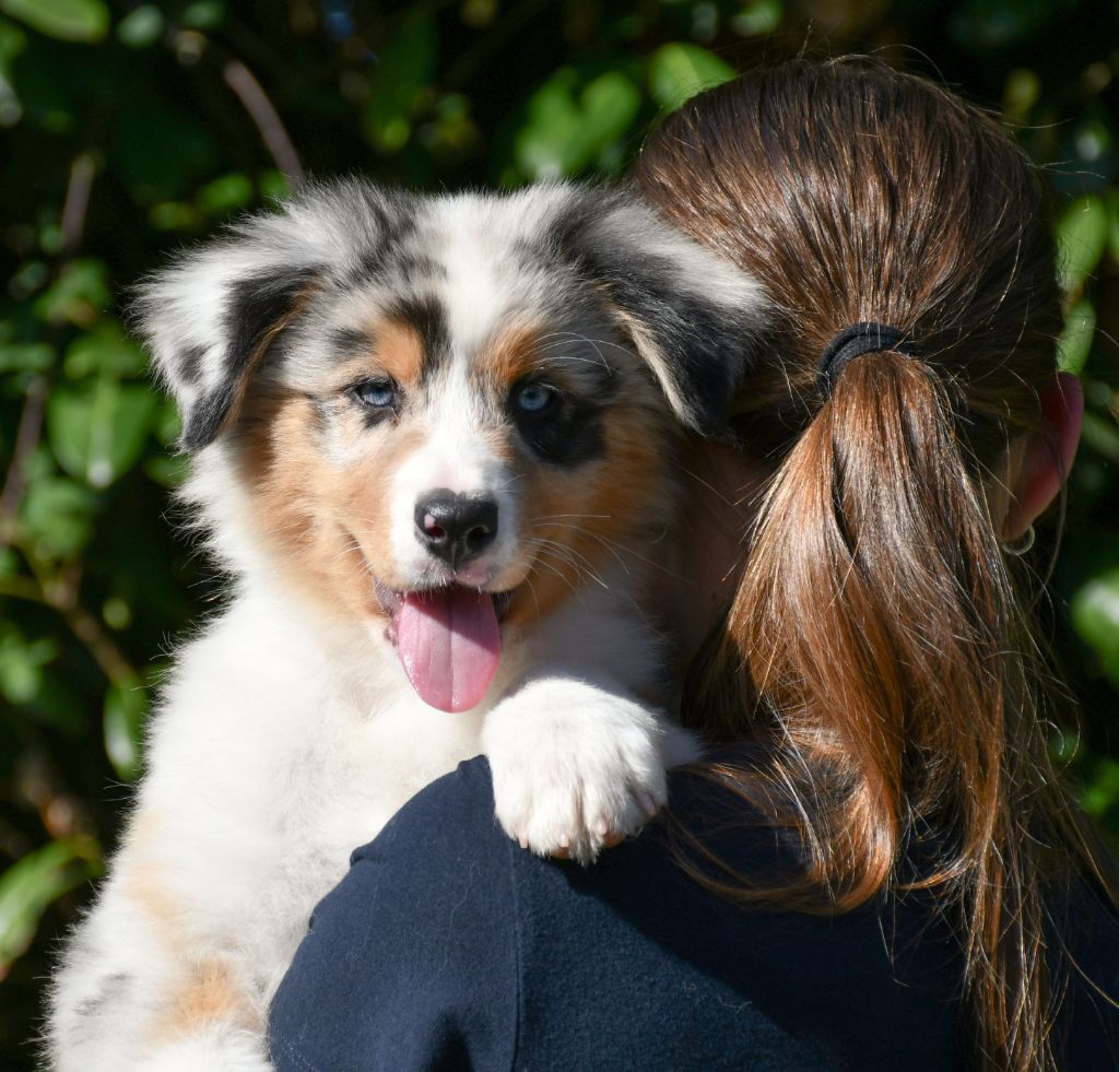 du chemin de la belle etoile - Chiots disponibles - Berger Australien