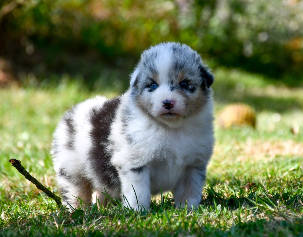 du chemin de la belle etoile - Chiots disponibles - Berger Australien