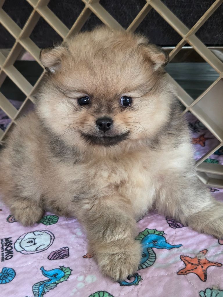 du chemin de la belle etoile - Chiots disponibles - Spitz allemand