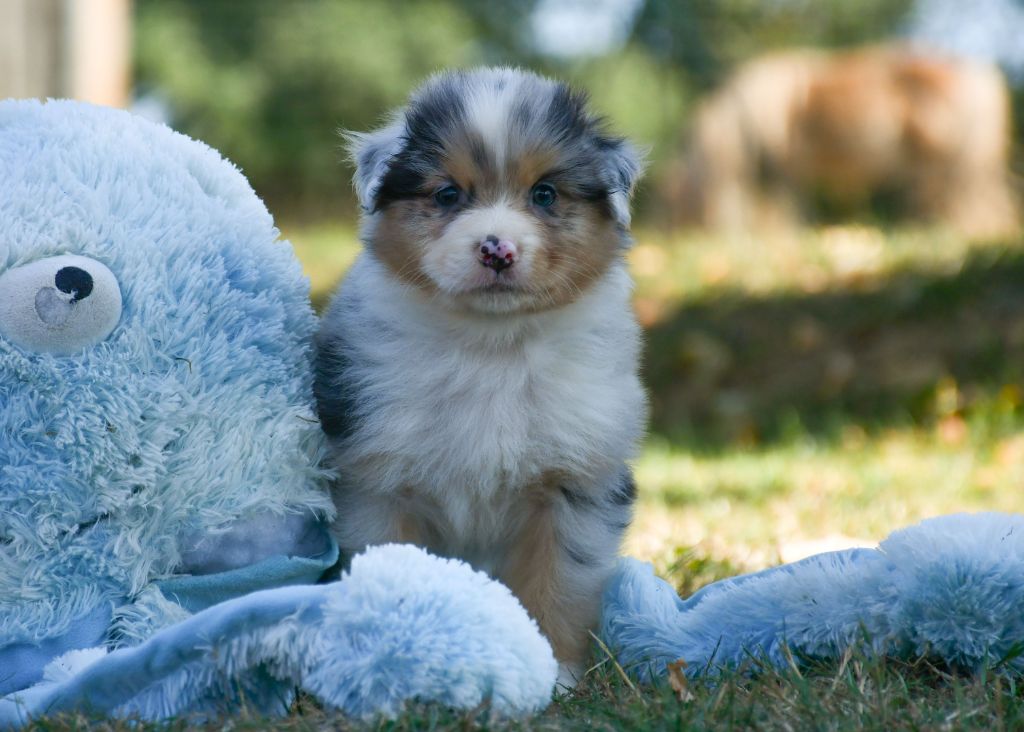 du chemin de la belle etoile - Chiots disponibles - Berger Australien
