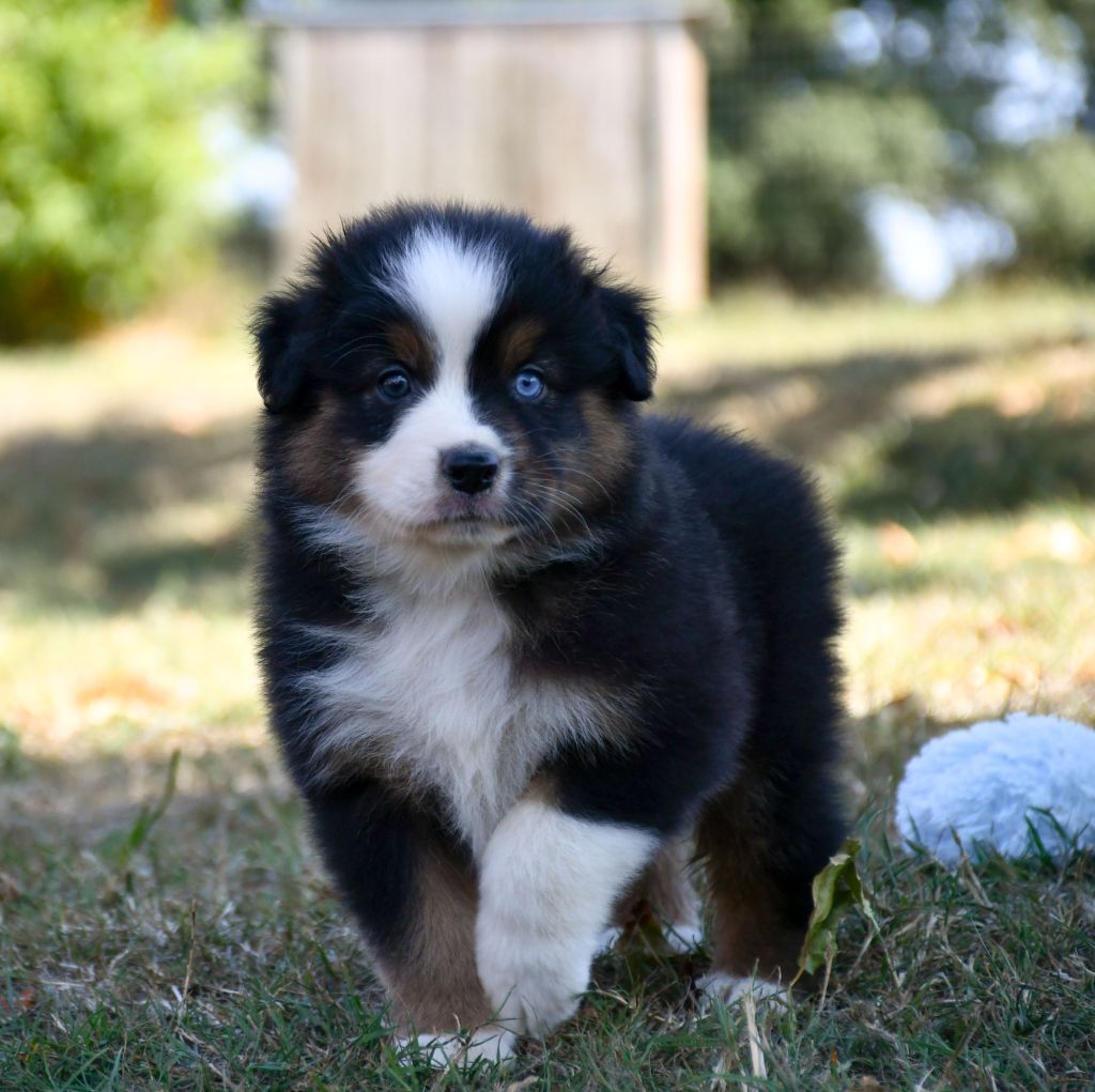 du chemin de la belle etoile - Chiots disponibles - Berger Australien