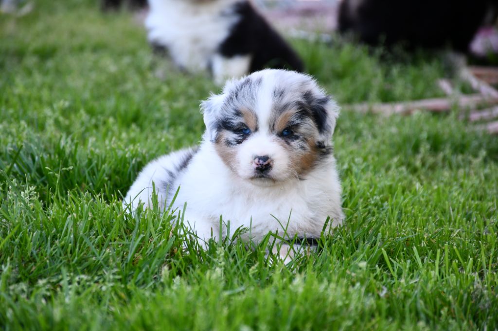 du chemin de la belle etoile - Chiots disponibles - Berger Australien