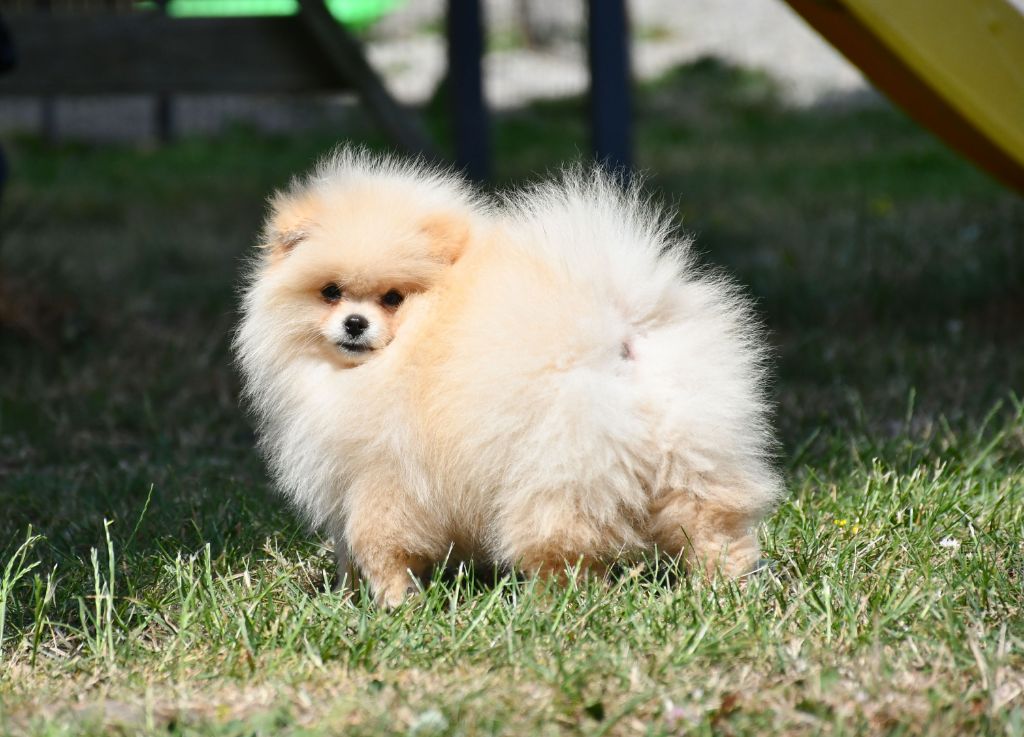 du chemin de la belle etoile - Chiots disponibles - Spitz allemand