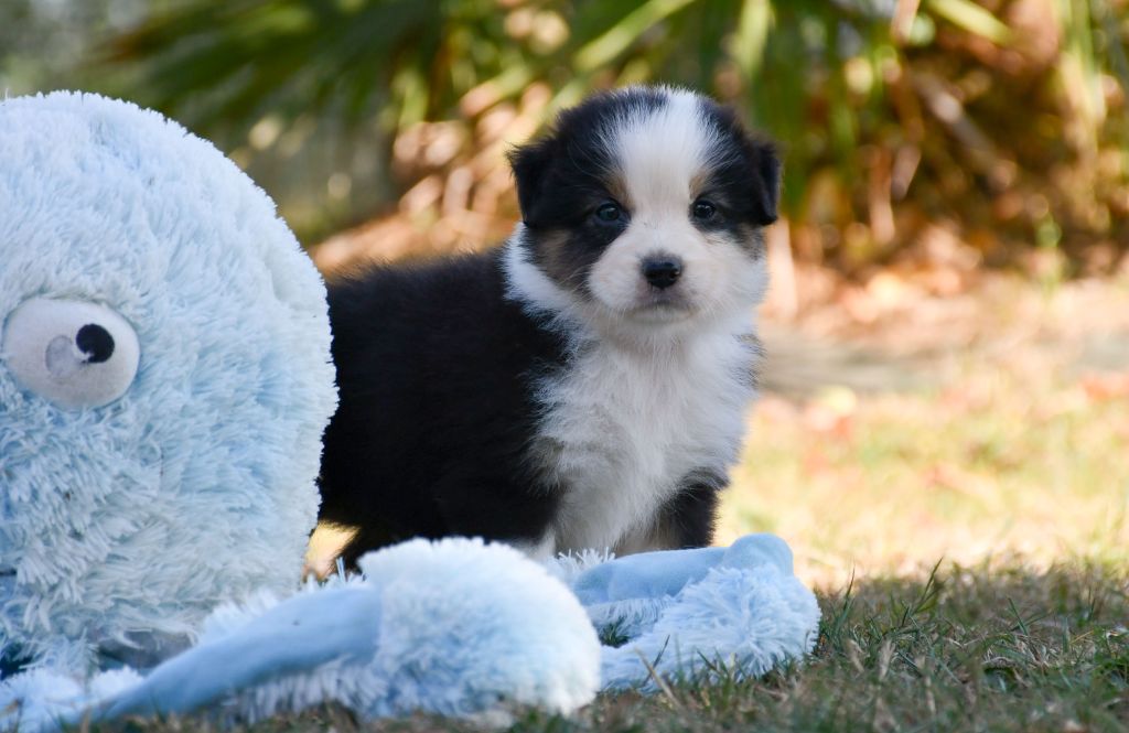 du chemin de la belle etoile - Chiots disponibles - Berger Australien