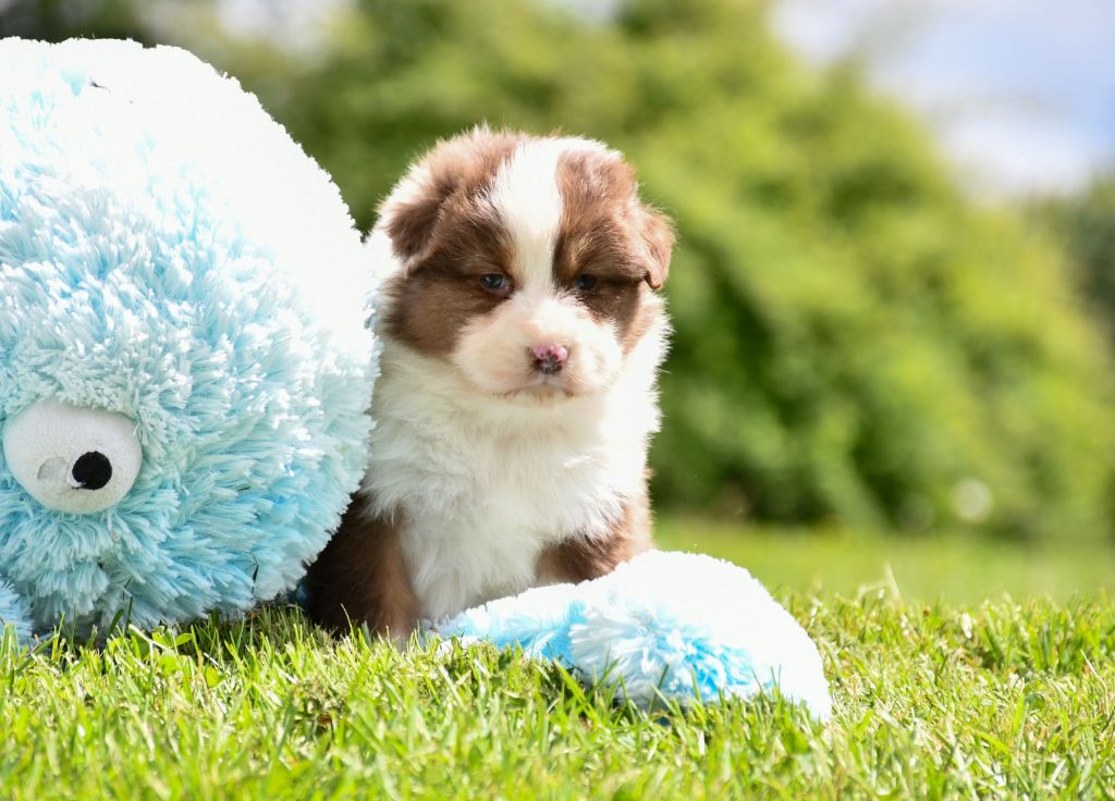 du chemin de la belle etoile - Chiots disponibles - Berger Australien