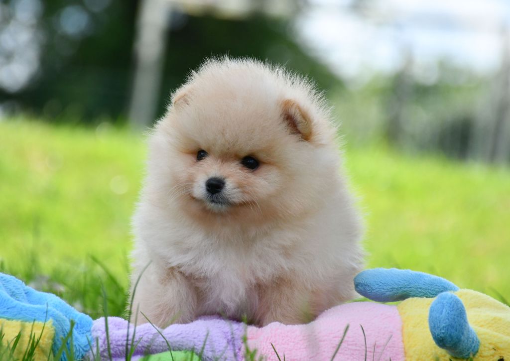 du chemin de la belle etoile - Chiots disponibles - Spitz allemand