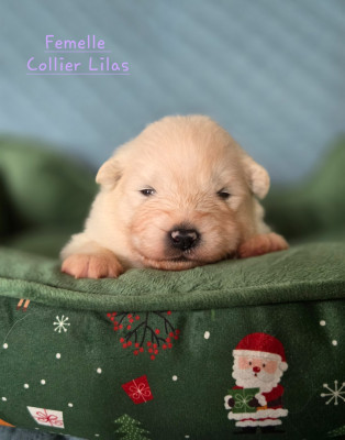 Femelle 3 "Lilas"