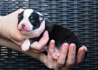 Femelle noire tricolore
