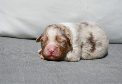 Femelle rouge merle 2