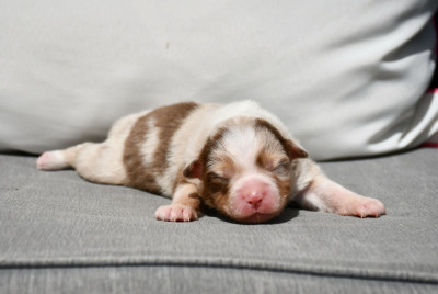 Femelle rouge merle 3