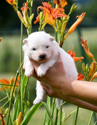 Chiot N°3