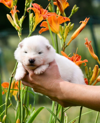 Chiot N°4