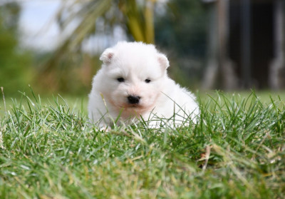 Chiot N°3