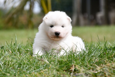 Chiot N°4