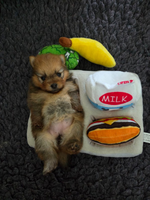 CHIOT 2