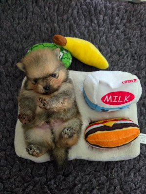 CHIOT 3