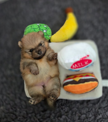 CHIOT 1