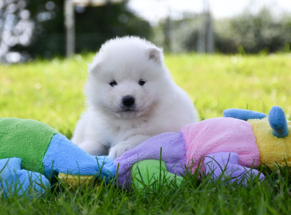 du chemin de la belle etoile - Chiots disponibles - Samoyède