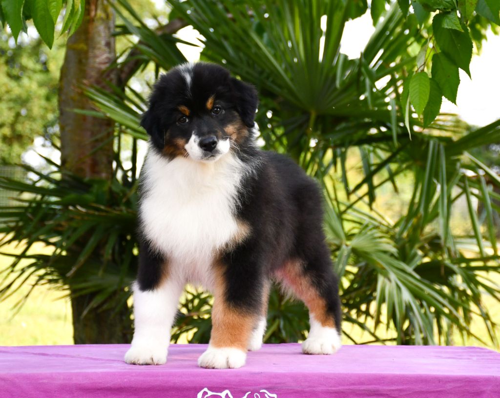 du chemin de la belle etoile - Chiots disponibles - Berger Australien