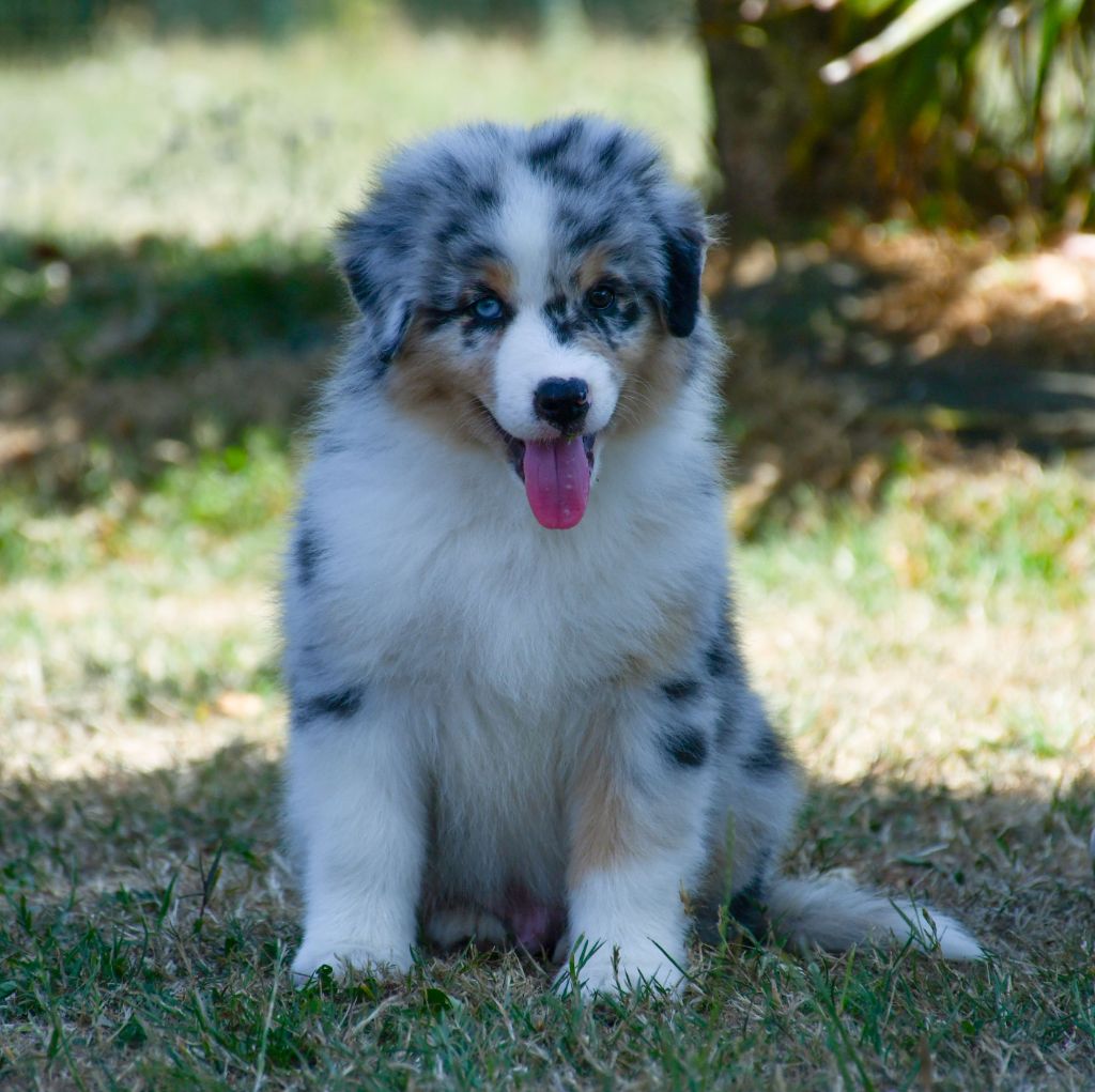 du chemin de la belle etoile - Chiots disponibles - Berger Australien
