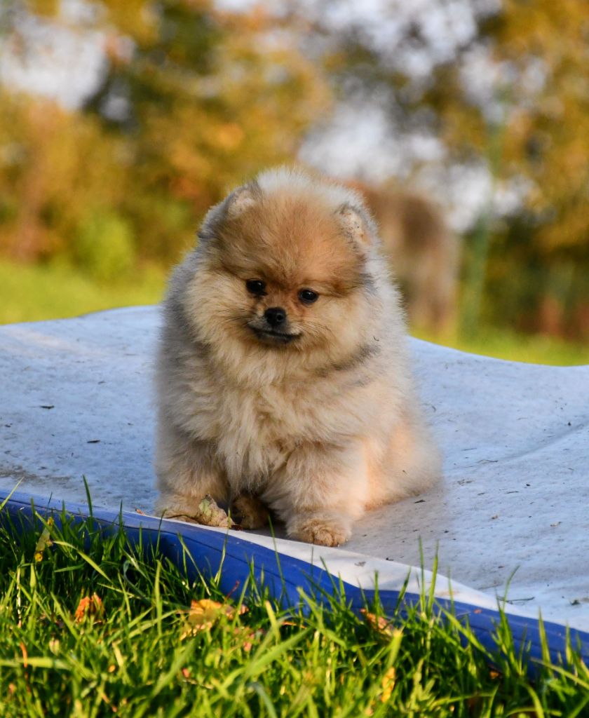 du chemin de la belle etoile - Chiots disponibles - Spitz allemand