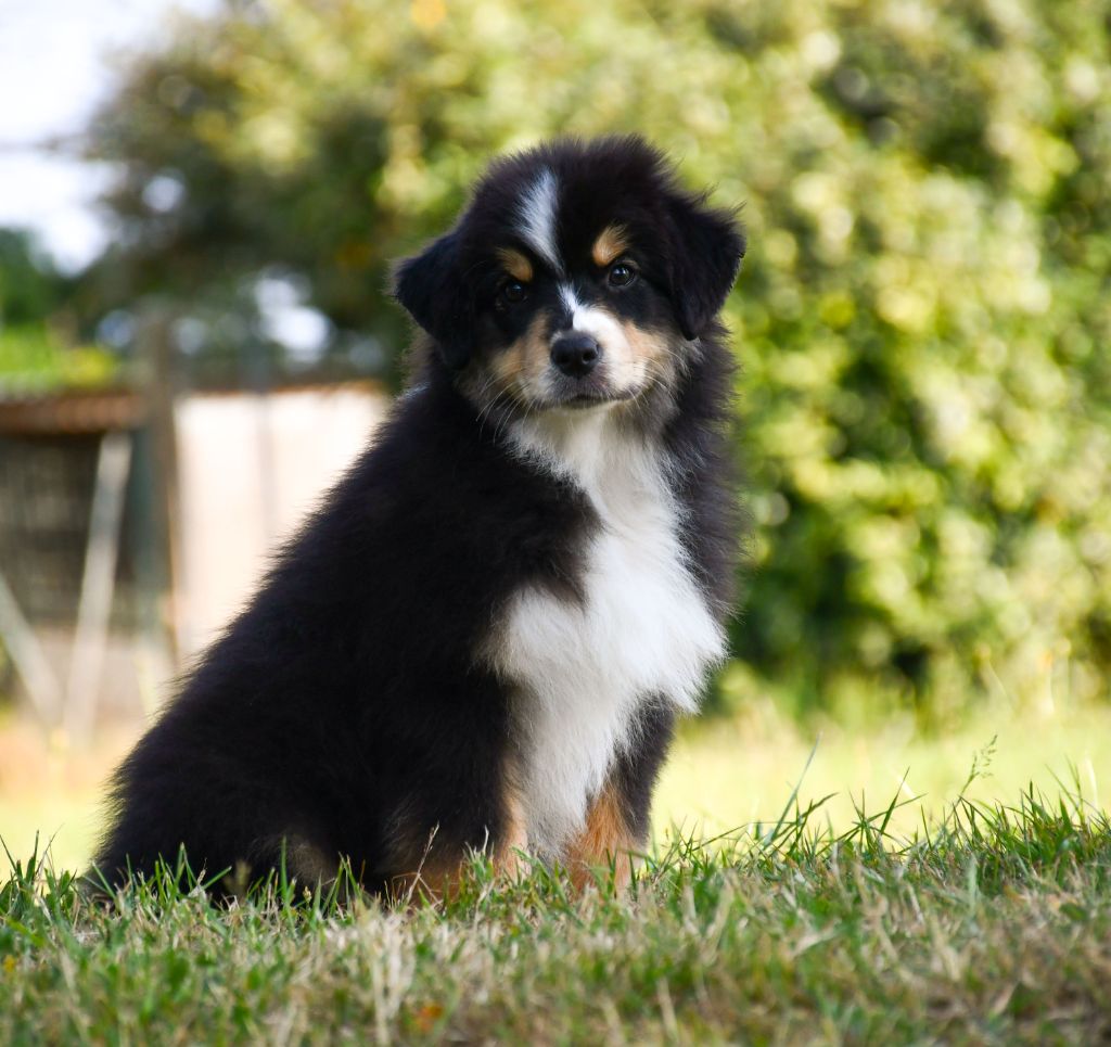 du chemin de la belle etoile - Chiots disponibles - Berger Australien