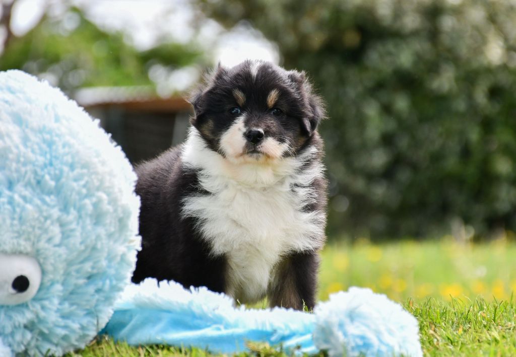 du chemin de la belle etoile - Chiots disponibles - Berger Australien