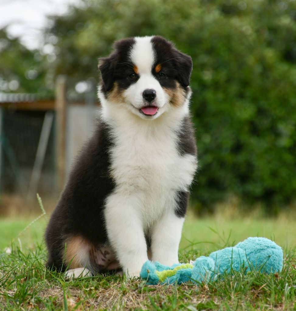 du chemin de la belle etoile - Chiots disponibles - Berger Australien