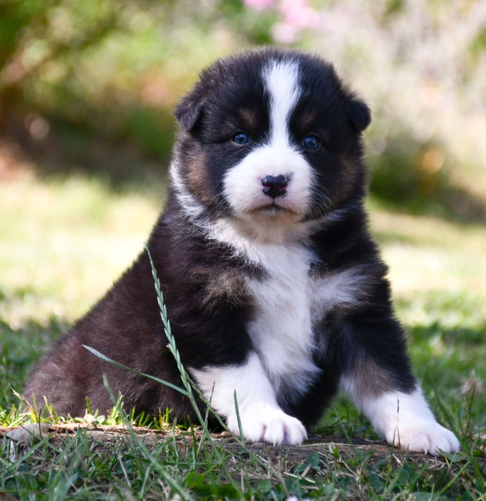 du chemin de la belle etoile - Chiots disponibles - Berger Australien