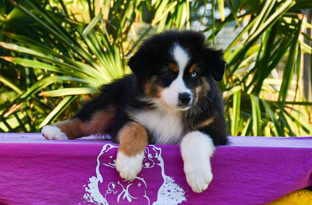 du chemin de la belle etoile - Chiots disponibles - Berger Australien