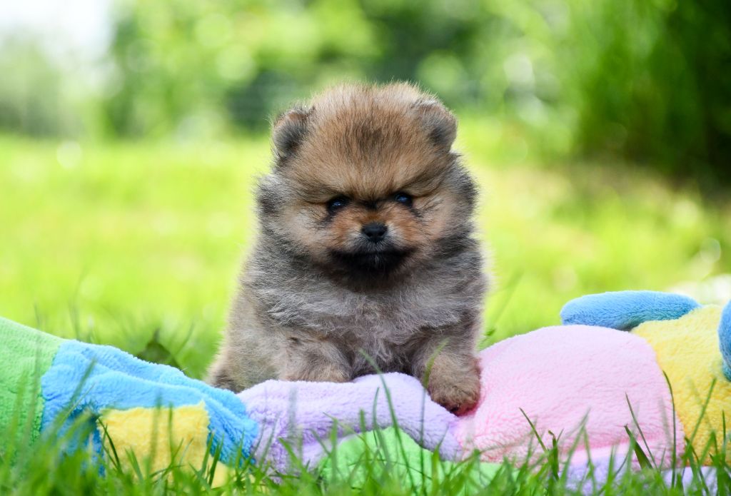 du chemin de la belle etoile - Chiots disponibles - Spitz allemand