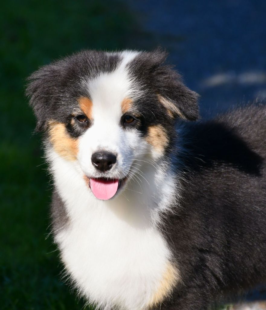 du chemin de la belle etoile - Chiots disponibles - Berger Australien