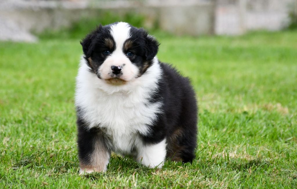 du chemin de la belle etoile - Chiots disponibles - Berger Australien