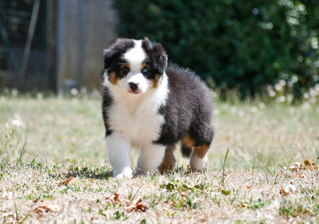 du chemin de la belle etoile - Chiots disponibles - Berger Australien