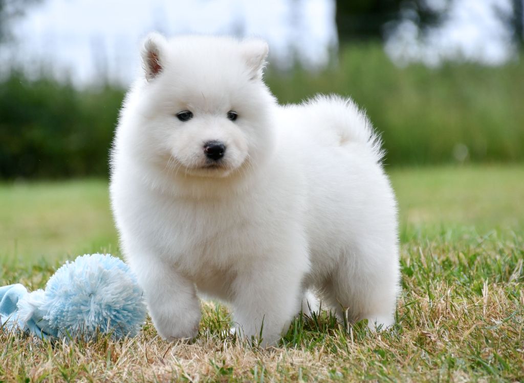 du chemin de la belle etoile - Chiots disponibles - Samoyède