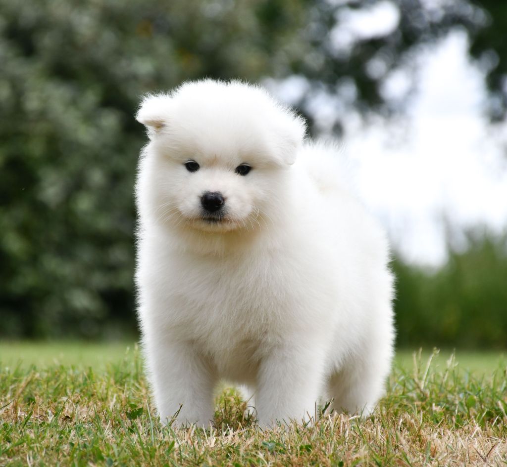 du chemin de la belle etoile - Chiots disponibles - Samoyède