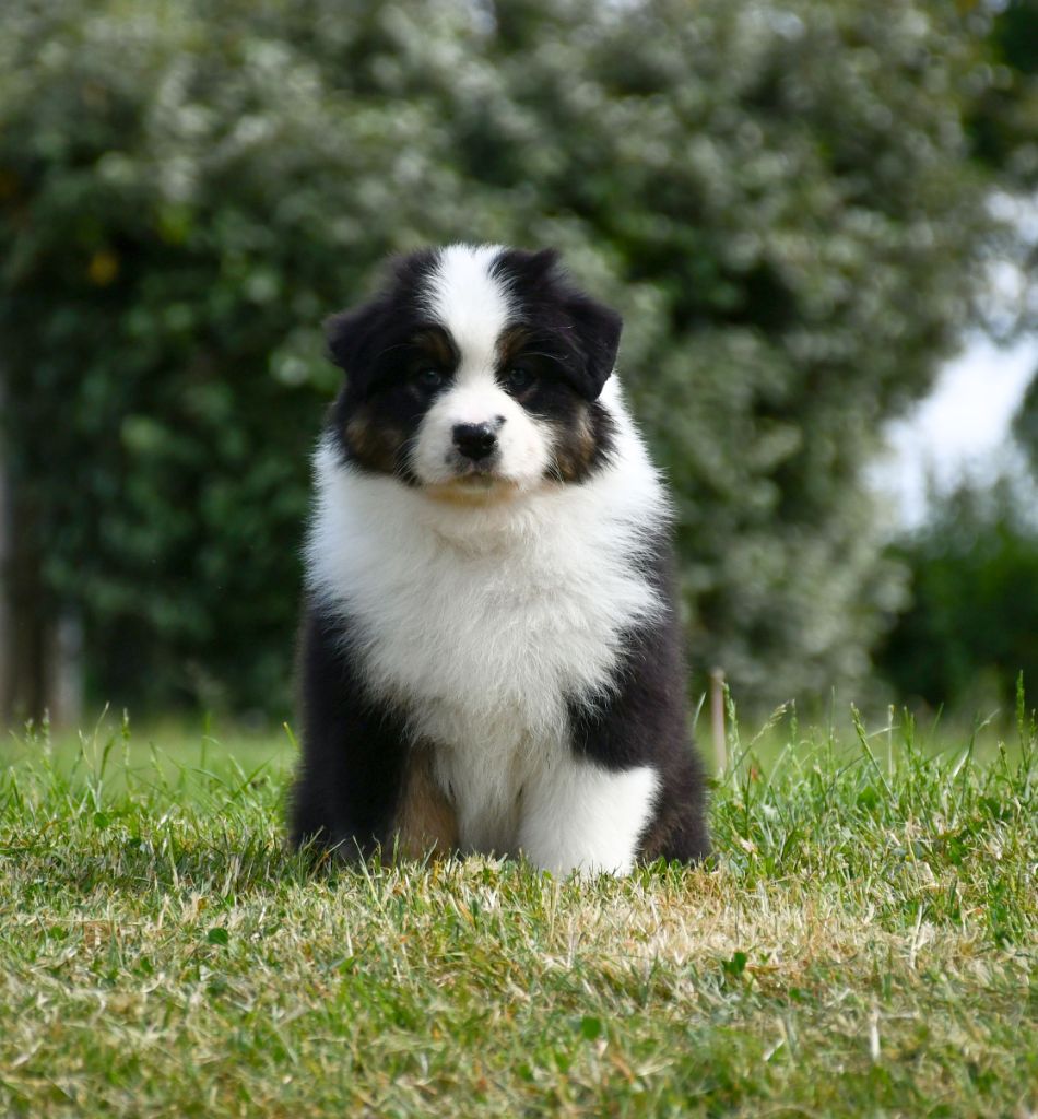 du chemin de la belle etoile - Chiots disponibles - Berger Australien